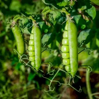 Green Peas